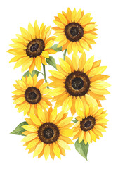 Fototapeta premium Yellow sunflowers watercolor drawing isolated on white background.