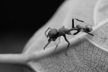 black ant on the ground