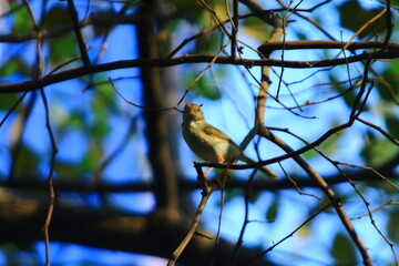 bird on a branch