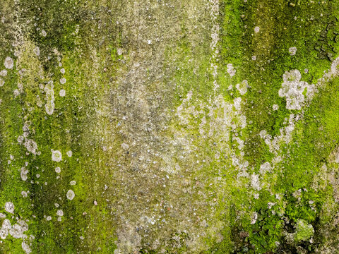 Moss covered concrete wall texture as background natural pattern design element