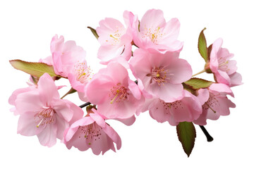 Obraz premium Pink Flowers on White. White or PNG Transparent Background.