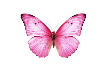 Fototapeta premium Graceful Pink Butterfly. White or PNG Transparent Background.