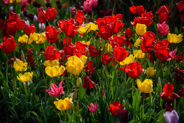 tulipani