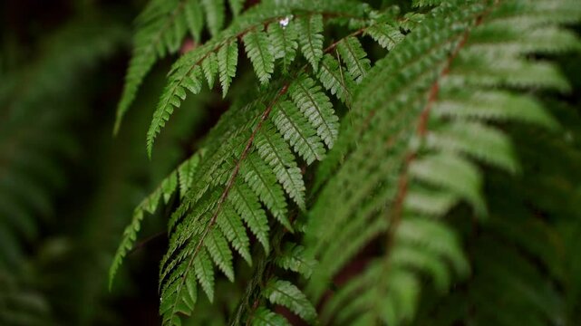 Lush green ferns growing on mountain in wild nature , moving in wind. Background, fern texture, Pteridium. Fern in tropical forest, natural background.