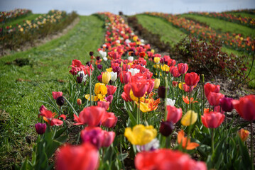 tulipani