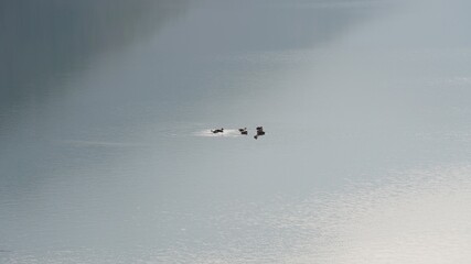 A flock of ducks leisurely playing in the lake