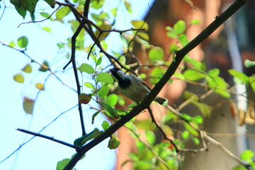 bird on a tree