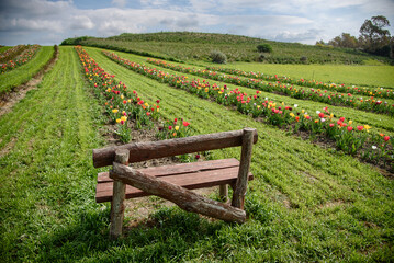 tulipani