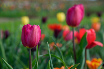 tulipani