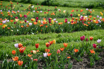 tulipani