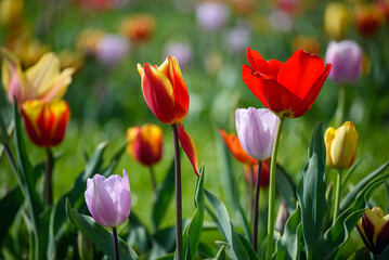 tulipani