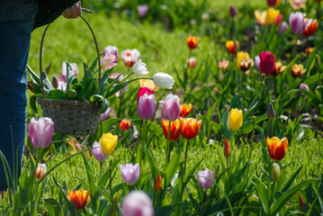 tulipani