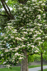 White flowers broadleaf  is in city park 