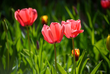 tulipani