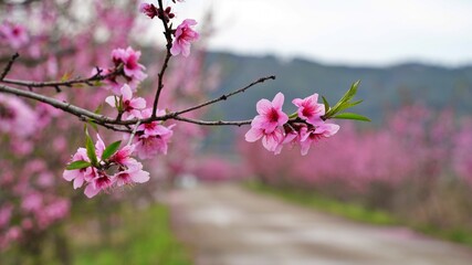 Peach blossoms in light pink on the roadside