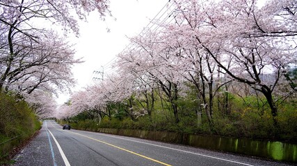Cherry blossom-lined street in full bloom in Buk-gu, Ulsan, Korea