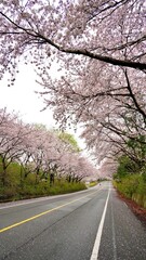 Cherry blossom-lined street in full bloom in Buk-gu, Ulsan, Korea