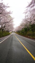 Cherry blossom-lined street in full bloom in Buk-gu, Ulsan, Korea