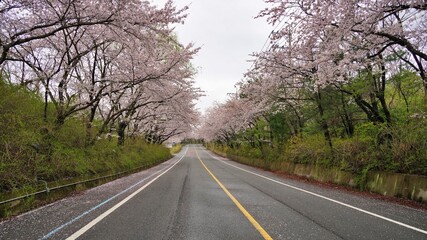 Cherry blossom-lined street in full bloom in Buk-gu, Ulsan, Korea