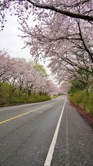 Cherry blossom-lined street in full bloom in Buk-gu, Ulsan, Korea