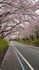 Cherry blossom-lined street in full bloom in Buk-gu, Ulsan, Korea