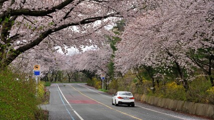 Cherry blossom-lined street in full bloom in Buk-gu, Ulsan, Korea