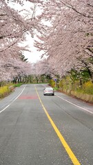 Cherry blossom-lined street in full bloom in Buk-gu, Ulsan, Korea