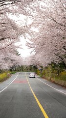 Cherry blossom-lined street in full bloom in Buk-gu, Ulsan, Korea