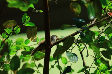 bird on a tree
