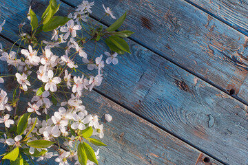 Fototapeta premium white spring flowers on old blue wooden background