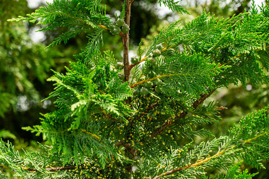 Lush branches cupressocyparis Leylandii with dense foliage and small cones, capturing natural beauty and texture of evergreen tree. Close-up. Ornithological park is located in Adler (Sirius)