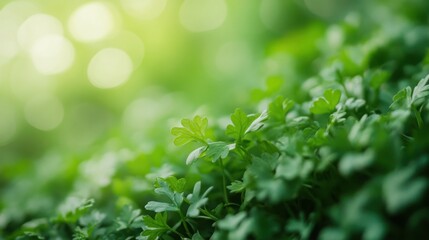 Lush Green Parsley Plants in Sunlight Vibrant Spring Foliage Close Up Nature Photography
