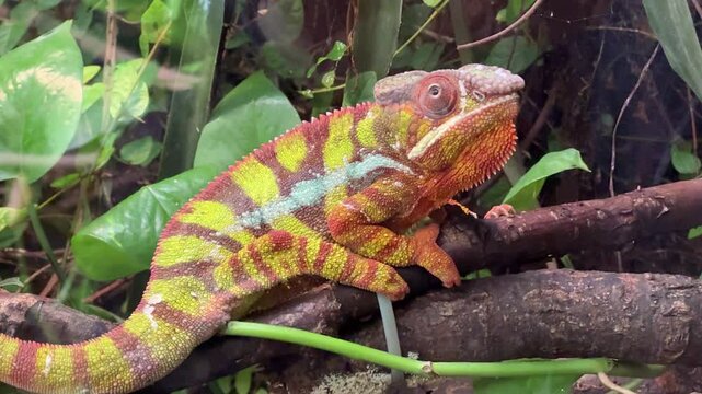green panther chameleon Furcifer pardalis reptile on a tree 4k 