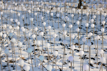 A vibrant winter scene features numerous white spheres perched on long sticks against a snowy backdrop.