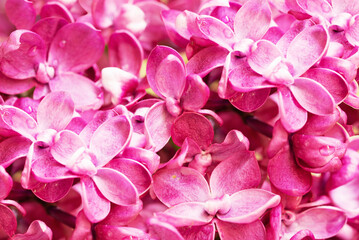 Close-up of blooming lilac flowers across the entire field photo.