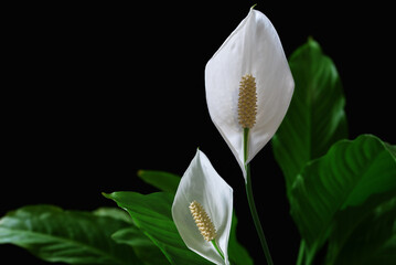 Spathiphyllum flower for background and project.