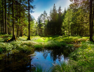 Obraz premium Generated image 森の泉