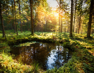 Obraz premium Generated image 森の泉