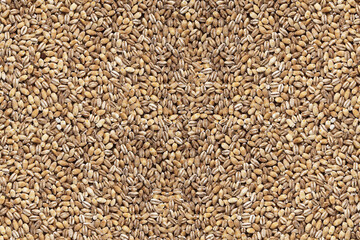 Pearl barley cereal grains for nutritious food and background.