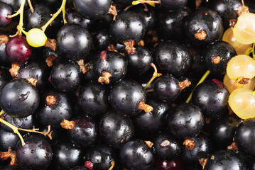 Collected ripe black currant berries Top View.