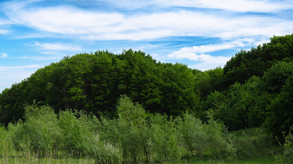 Wildlife landscape with summer forest area.