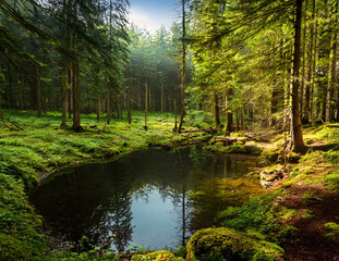 Obraz premium Generated image 森の泉