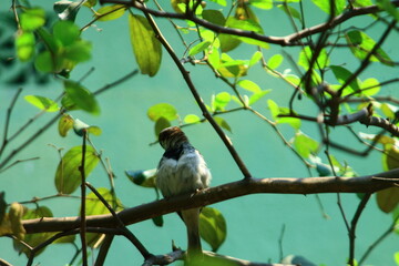 bird on a tree