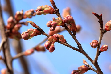 大きく膨らんできた蕾