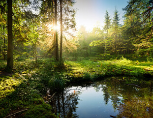Obraz premium Generated image 森の泉