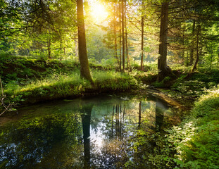 Obraz premium Generated image 森の泉