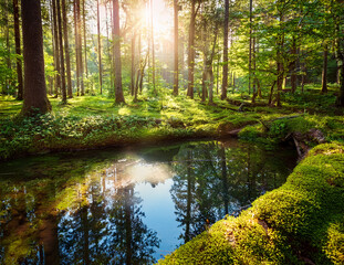 Obraz premium Generated image 森の泉