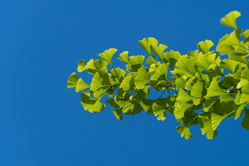 Dinosaur deoeva leaves glow against blue spring sky. Selective close-up. Branch with bright green...
