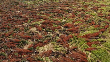 Forestry machine harvesting juniper forest