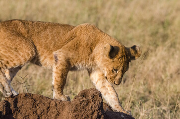 lionne dans la réserve de Sérengeti en Tanzanie